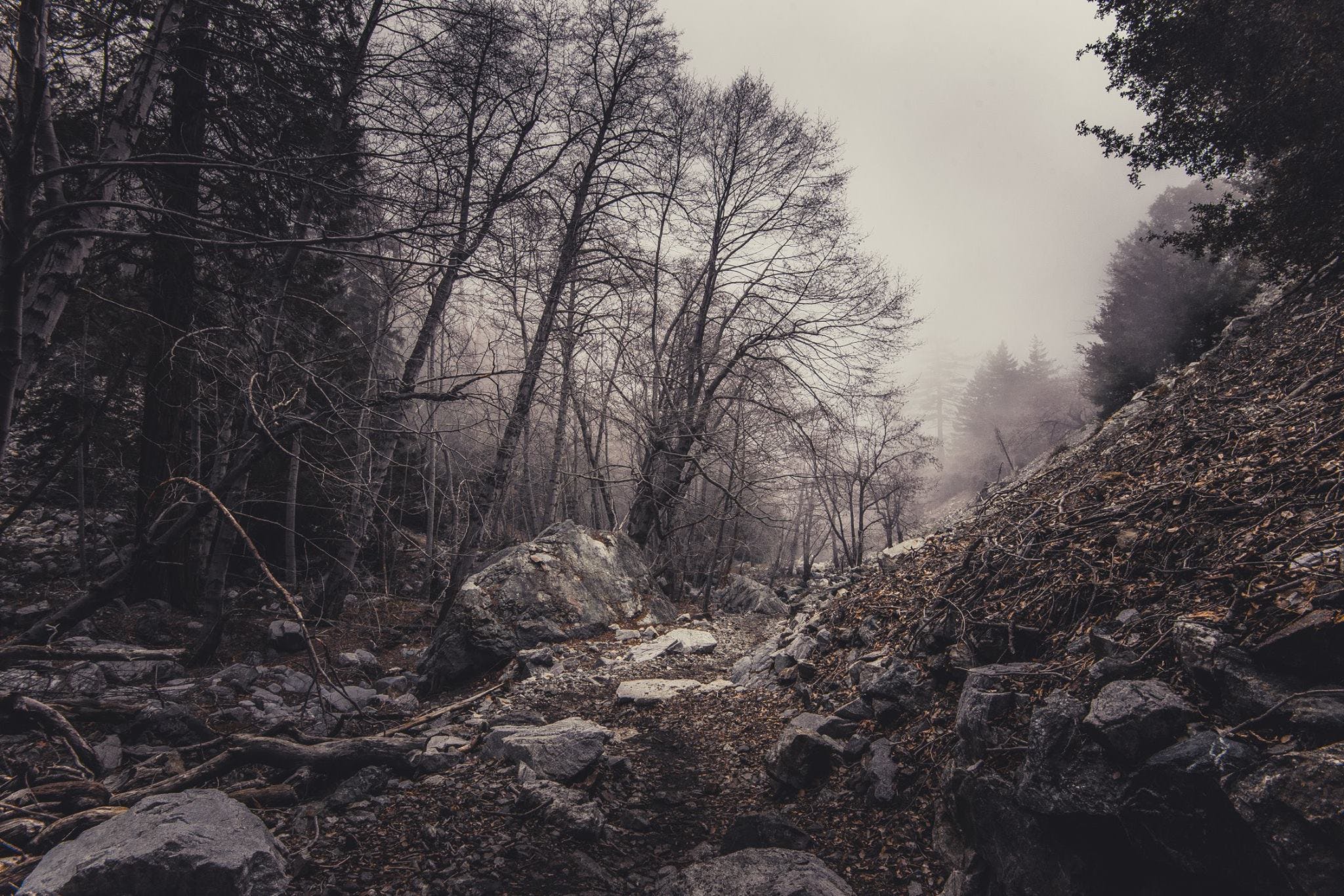 Image of a forest from Pexels.com